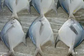 银鲳的困局：中国上等的“海中美味”，性早熟暴露“群体危机”？图片