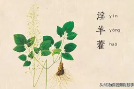 淫羊藿温补肾阳，还能用于风湿病、腰腿痛、中风后遗症图片