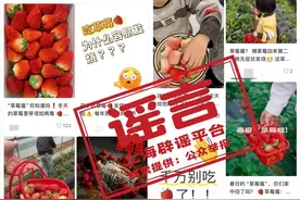 一老一小，被草莓放倒？ 真相是……图片