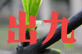 天气预报：今天是“出九”首日，晴天或下雨啥预兆？看看谚语咋说图片