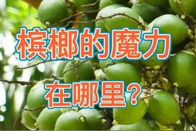 槟榔禁售一日游，再次被允许销售，它的魔力何在？图片