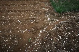 片片落去的梨花，伤感的情归何处？图片