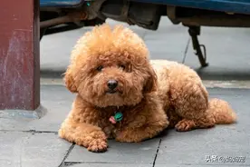 泰迪多少钱一只？5种颜色泰迪价格大盘点图片