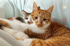 大橘猫的幸福生活，有了三花猫，大橘终于走出被偷走的心理阴影图片