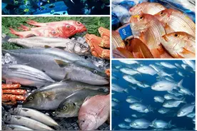 40种“好吃不贵”的野生海鱼（上），附：价格和吃法，请收藏图片