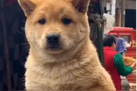 土狗沦为“黑户”中华田园犬差点绝种，就因为专家的一句话图片