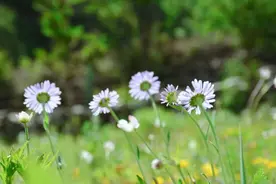 做人，学会放下，你就赢了！图片