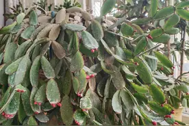 假昙花终于有花苞了图片