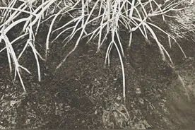 生根剂用多了烧根吗？怎么使用更有效图片