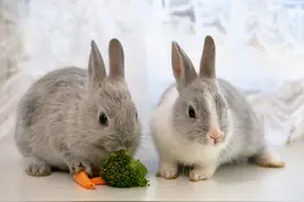 晨读 | 那年，我养兔图片