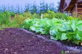 草木灰新用法来了，效率至少提高一倍，很多人没用过图片