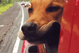 坐豪车副驾驶上的狗，会比电动单车的狗要幸福？图片