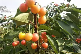 大连最好吃的樱桃品种，红灯倒数第一，美早排第四，建议了解图片