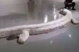 蛇最长能活多久，500年大蛇真能化蛟龙？安徽巨蟒渡劫是咋回事？图片