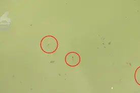 盘龙江里泥鳅上下翻腾？专家：原因与此有关图片