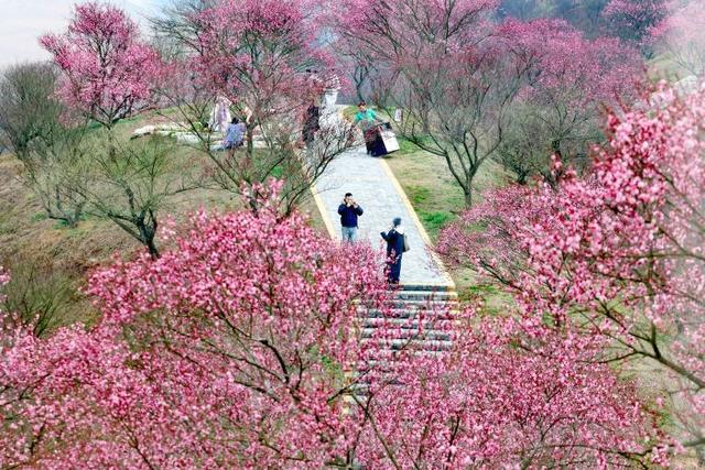 贵州梅园，体验感更好了！