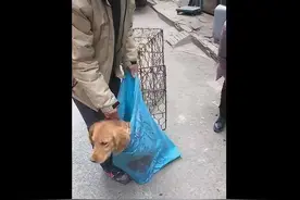 金毛被卖进狗肉馆，下午将被送上餐桌，大爷来得真是时候图片