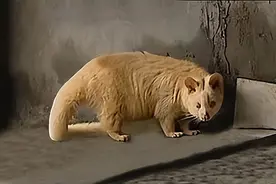 00年江西男子捡到一只“小老鼠”，到家发现不对劲，急忙上交国家图片