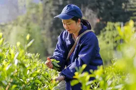 太平猴魁：曾被当作“梅干菜”，现成4000元一斤的“金叶子”图片
