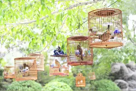 逗鸟后竟引起“白肺”！这种病，我国多地已出现图片