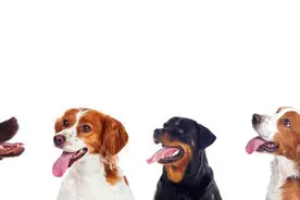 今天说一个狗狗周期的问题。一次大概多少天，让我们来了解一下图片