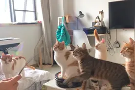 养猫久了家里有怪味？想去怪味，这几招你用得到图片