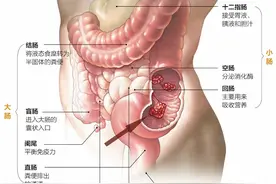 70%的免疫在肠道，如何养肠护肠，我们先来认识肠道吧图片