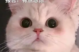 小猫咪可爱表情包合集｜快说你也想我图片