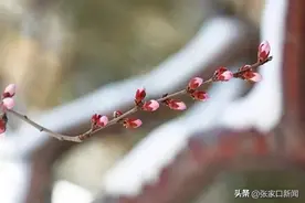 多图直击｜张家口：春雪映山城图片