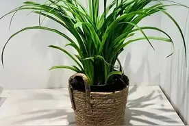 半阴室内花卉推荐：看似杂草实则高颜值！图片