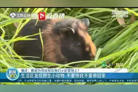 宿迁一小区附近发现近百只豚鼠 提醒：野生动物不要惊扰也不要带回家饲养图片