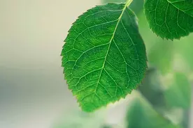 越是不好惹的人，越受人尊重，是有原因的图片