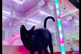 流浪猫在娃娃机里生产，大家守护秘密2个月，老板的做法让人称赞图片