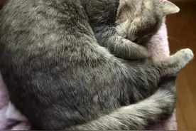 猫猫抓奸现场，结局反转竟然这么甜？图片