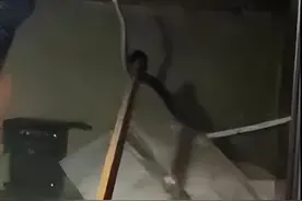 “蛇进家门寓意好”！3条大蛇压塌房顶，蛇进家门真的不能打吗？图片