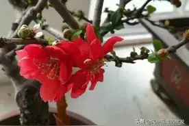 一天【学】一成语 : 桃李成蹊图片