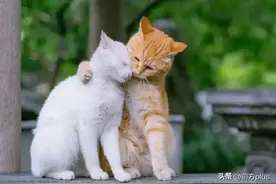 萌力十足！在西安感受“治愈力”图片