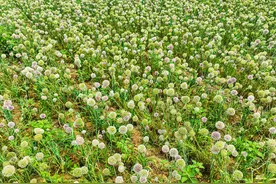 大蒜开花别样美，此番美景谁见过？图片