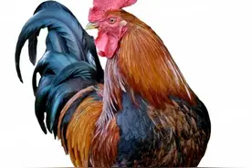 生肖属鸡的近现代人物（5）图片