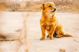 养殖10条肉狗一年能赚多少钱？图片