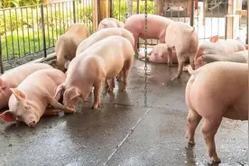 猪突然不爱吃食怎么办？猪无缘无故不吃食怎么回事？那就这样做图片