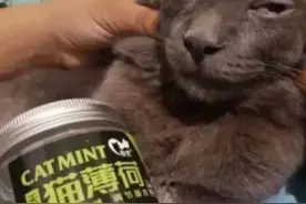 「养猫人士注意！」 猫薄荷是什么？对猫有危害吗？图片