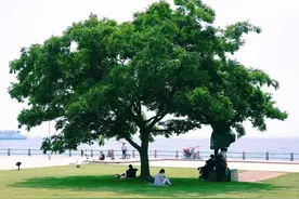 长岭、星火、风动、兰石，你们好吗图片