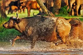 世界上最强壮的十种动物图片