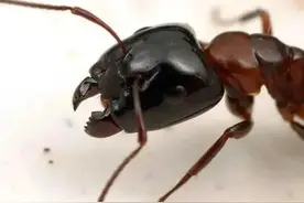 蚂蚁王国的“主心骨”蚁后，最后却是这个下场？图片