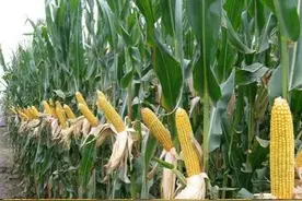 白轴大穗的玉米新品种伟科931，高抗病强抗倒，高产潜力大图片