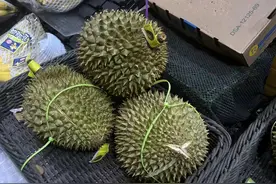 金枕每斤逼近50元，国产榴莲上市也实现不了“榴莲自由”？图片