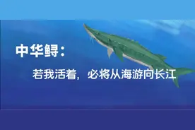38年，700万尾放流，为何未改变中华鲟自然繁殖困局？图片