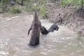 袋鼠战斗力有多强？把狗按在水里摩擦，与澳大利亚男子互殴6分钟图片