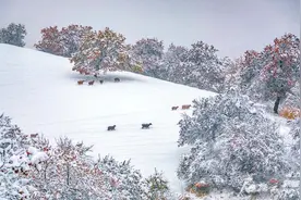 那拉提杏花沟初雪 银装素裹美如画图片